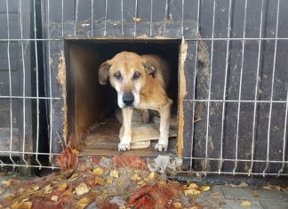 Dlaczego nikt nie chce Bobika