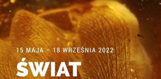 Skarb niesiony przez fale