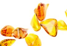 Duchołapy – Jantar