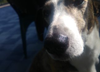 Bezpłatna sterylizacja psów i kotów