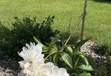 W ogrodzie po omacku