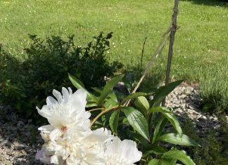 W ogrodzie po omacku