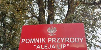 Aleja Lipowa w Wieszynie, czyli jak chronić drzewa przy budowie dróg