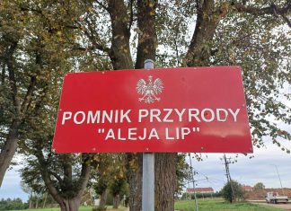 Aleja Lipowa w Wieszynie, czyli jak chronić drzewa przy budowie dróg