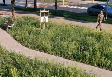 Od betonu do lebiody. Słupski Budżet Obywatelski w praktyce