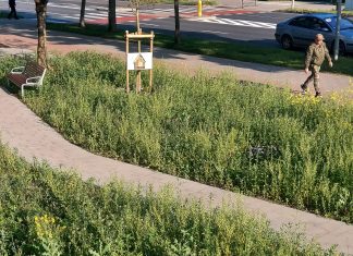 Od betonu do lebiody. Słupski Budżet Obywatelski w praktyce